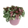 Polka Dot Plant^Lidl Outlet